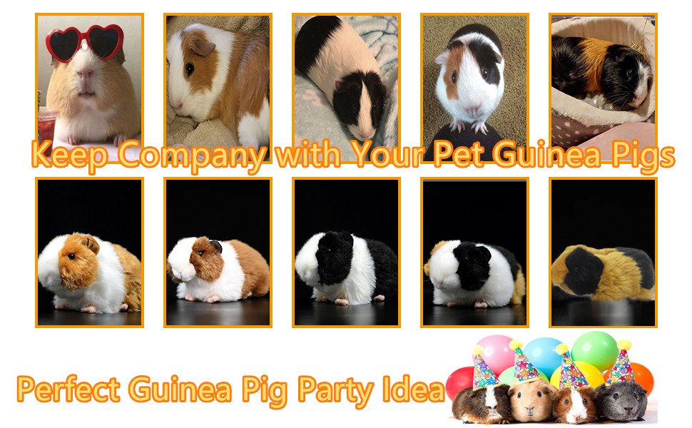 keep company with your pet guinea pigs