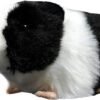 Realistic and Super Soft 8" Guinea Pig Plush