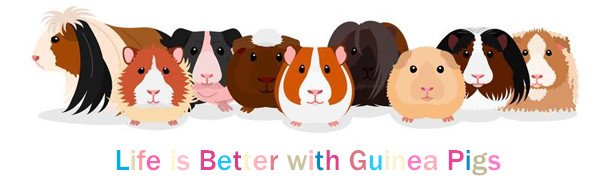 Life is Better with Guinea Pigs